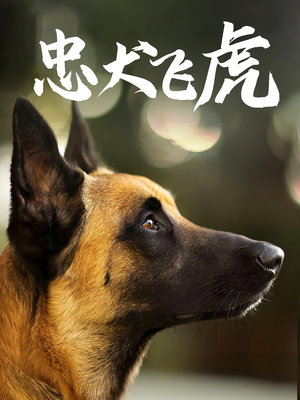 忠犬飞虎（33集）超火短剧抢先看