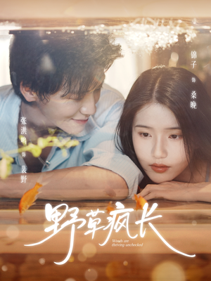 野草疯长（71集）爱上了这部剧了