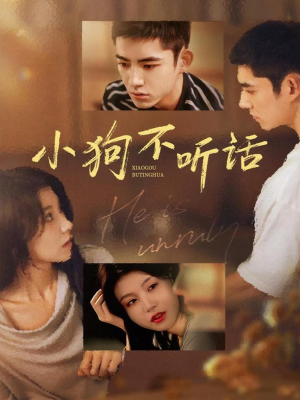 小狗不听话（70集）好看的短剧